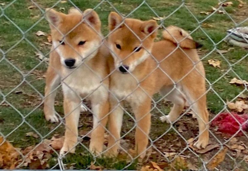 Baby shiba inu for hot sale adoption